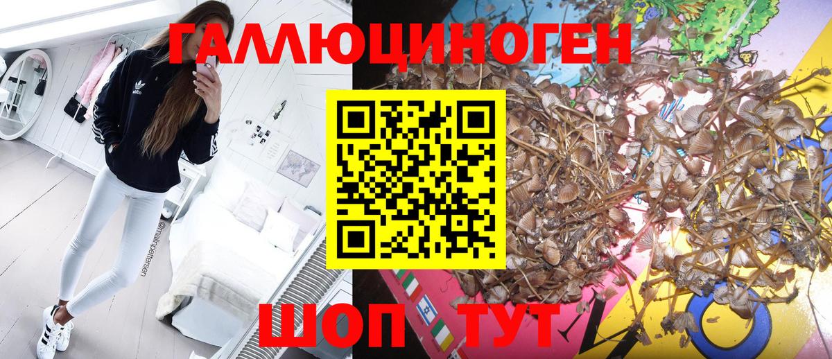 Майкоп  Псилоцибиновые грибы ЛСД  Вход с VPN  Галлюциногенные грибы прущие грибы 