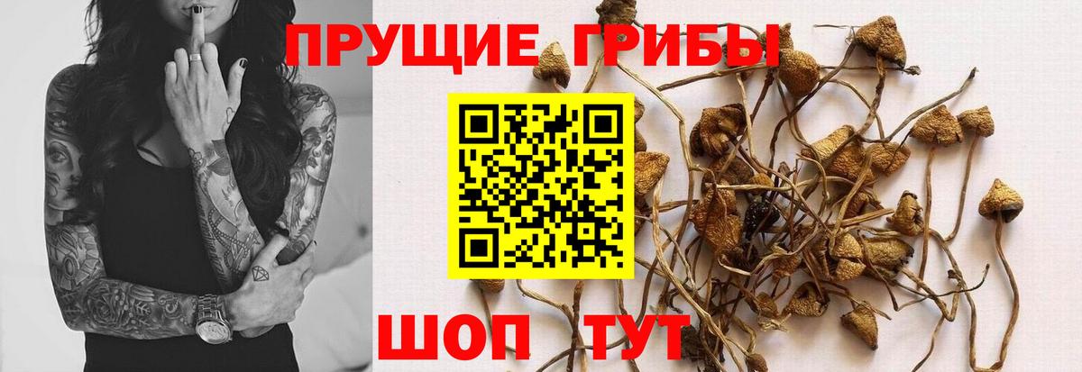 Псилоцибиновые грибы MAGIC MUSHROOMS Майкоп